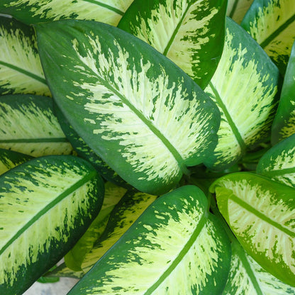 Plantes d'intérieur - Diefenbachia Tropic Snow - Dieffenbachia - Peu d'entretien - avec Pot Gris - Panaché - 1 Plante - avec Pot Gris - Pot 21cm - Hauteur 90-100cm