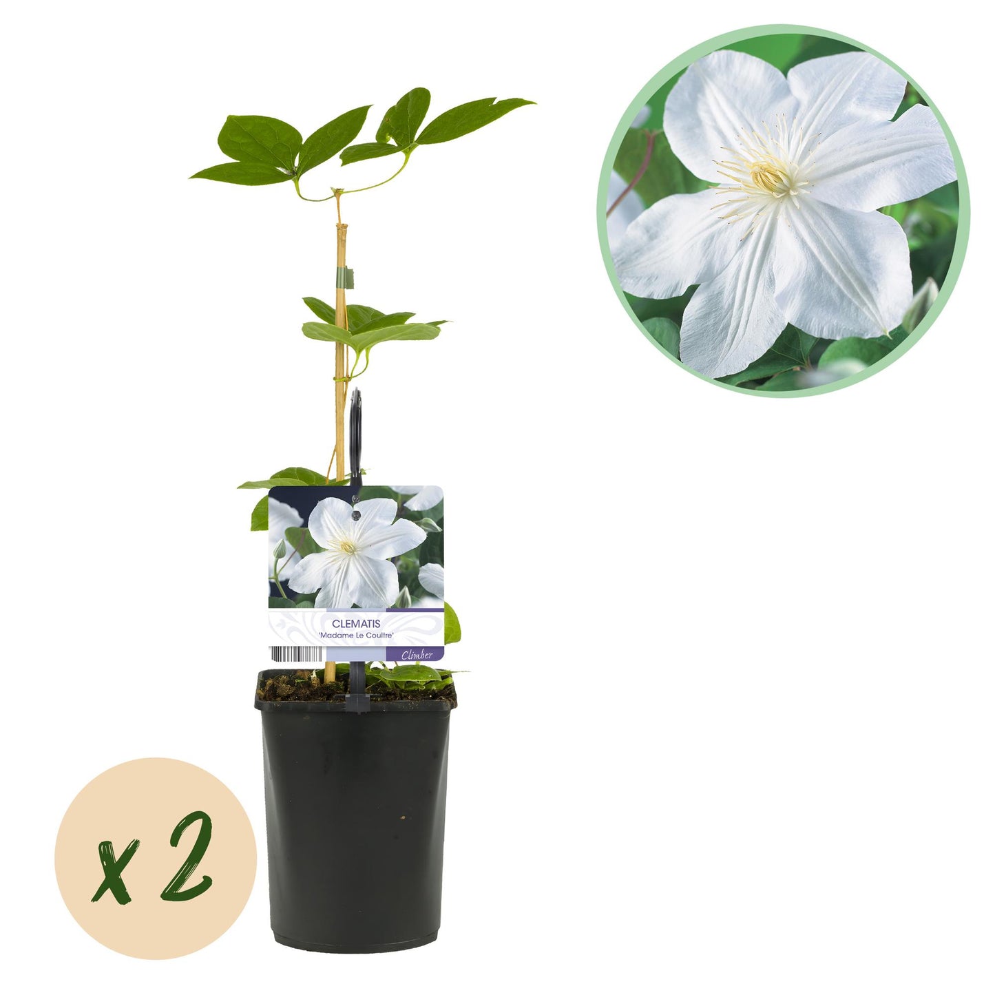 Clématite Madame Le Coultre x2, une plante grimpante avec de jolies fleurs blanches, dans un pot de 11cm.