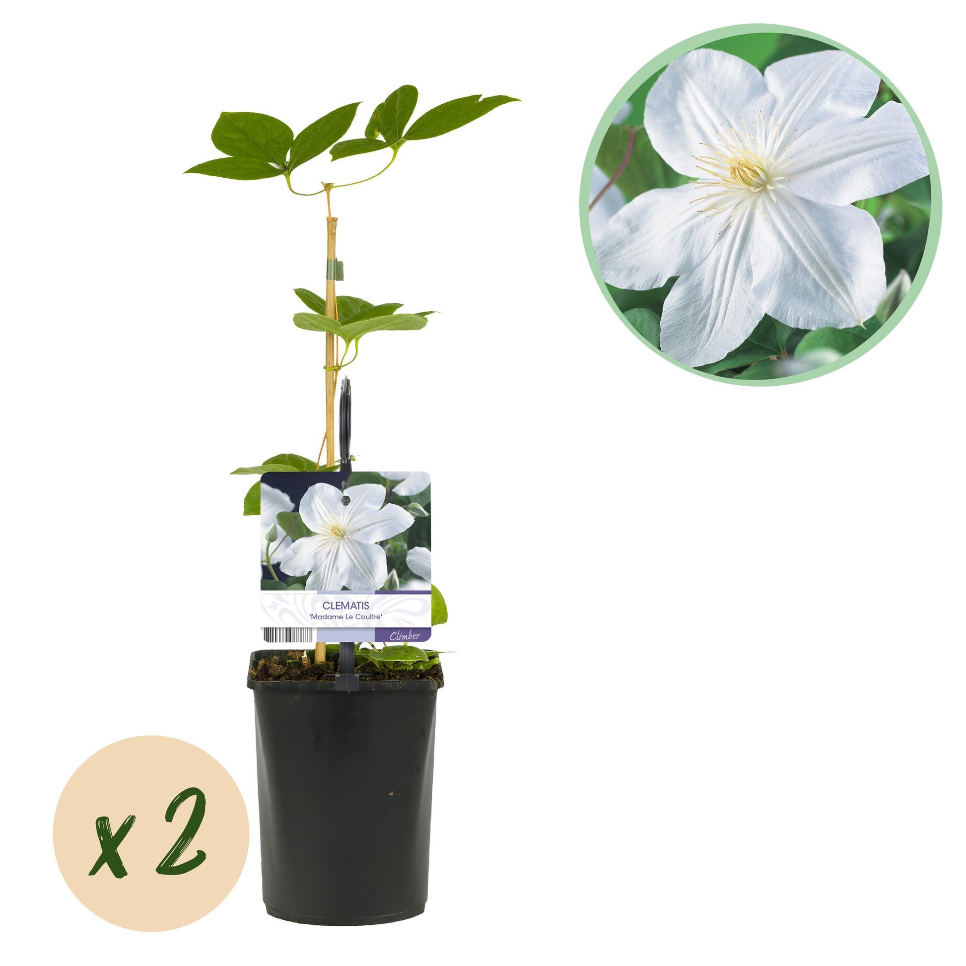 Clématite Madame Le Coultre x2, une plante grimpante avec de jolies fleurs blanches, dans un pot de 11cm.