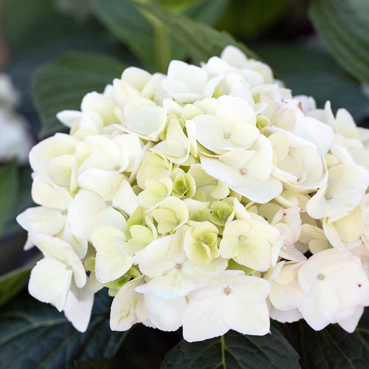 Hortensia Endless Summer The Bride en pot de 14 cm, grosses boules de fleurs blanches