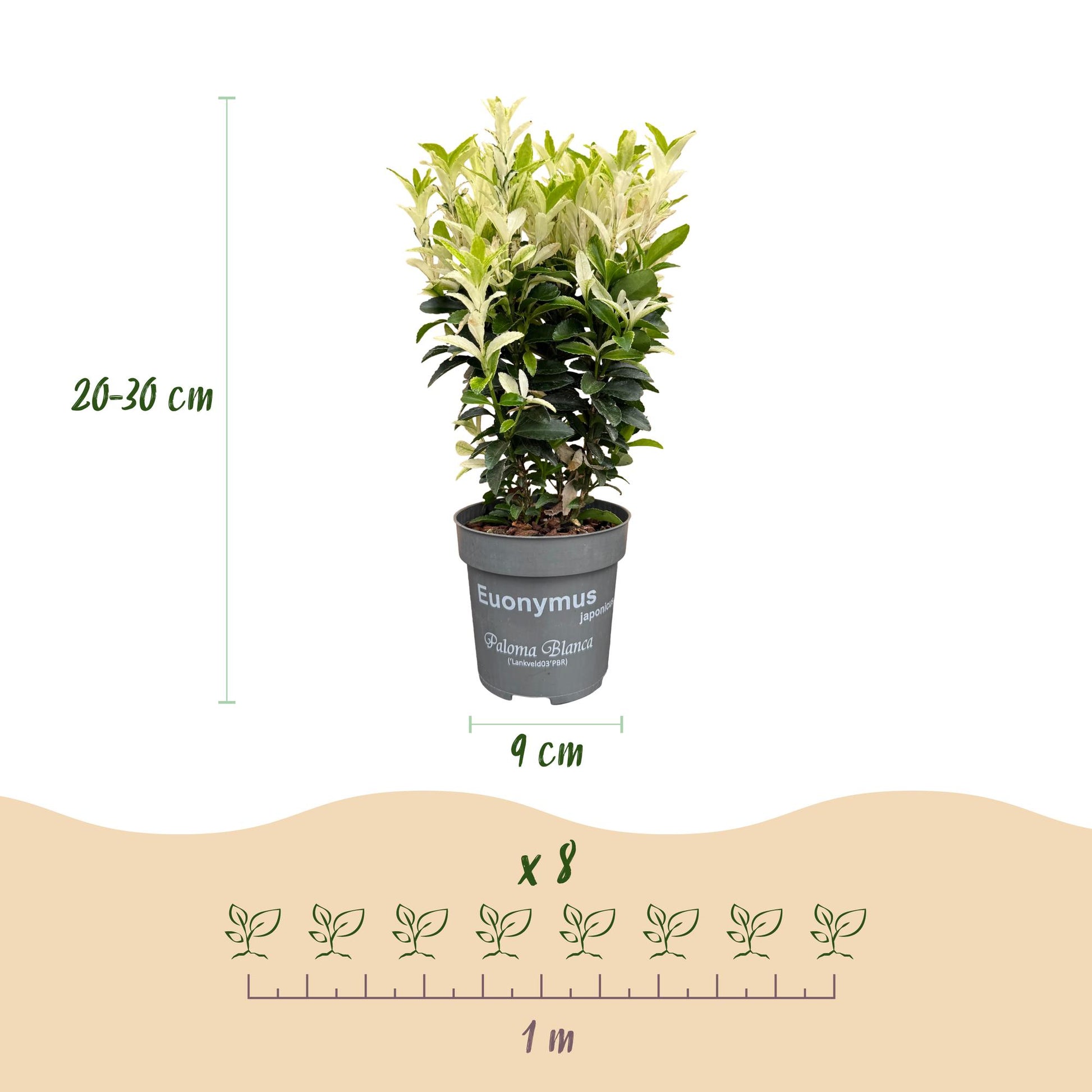 Euonymus japonica Paloma Blanca : infographie montrant un plant en pot, avec les dimensions (hauteur 20-30 cm, pot 9 cm) et un schéma d'espa