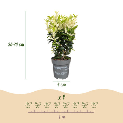 Euonymus japonica Paloma Blanca : infographie montrant un plant en pot, avec les dimensions (hauteur 20-30 cm, pot 9 cm) et un schéma d'espa