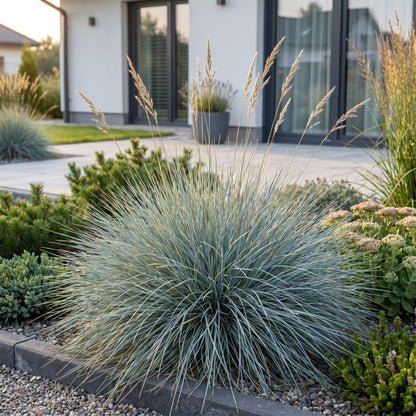 Festuca glauca, ou herbe bleue, forme un coussin de feuillage gris-bleu persistant, idéal pour structurer les massifs avec élégance.