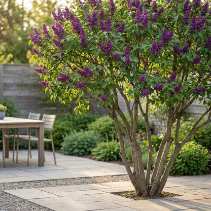 Lilas 'Syringa vulgaris Ludwig Spath' avec de nombreuses fleurs violettes, planté dans une cour pavée près d'une table en bois. Ambiance de 