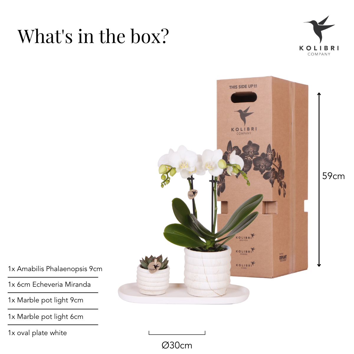 Orchidée Phalaenopsis blanche en pot
