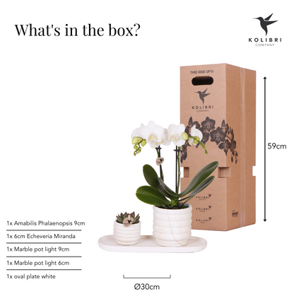 Orchidée Phalaenopsis blanche en pot