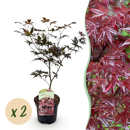 Érable Japonais Acer palmatum Bloodgood, jeune plant en pot avec une pastille "x2", à côté d'un gros plan sur son feuillage rouge pourpre.