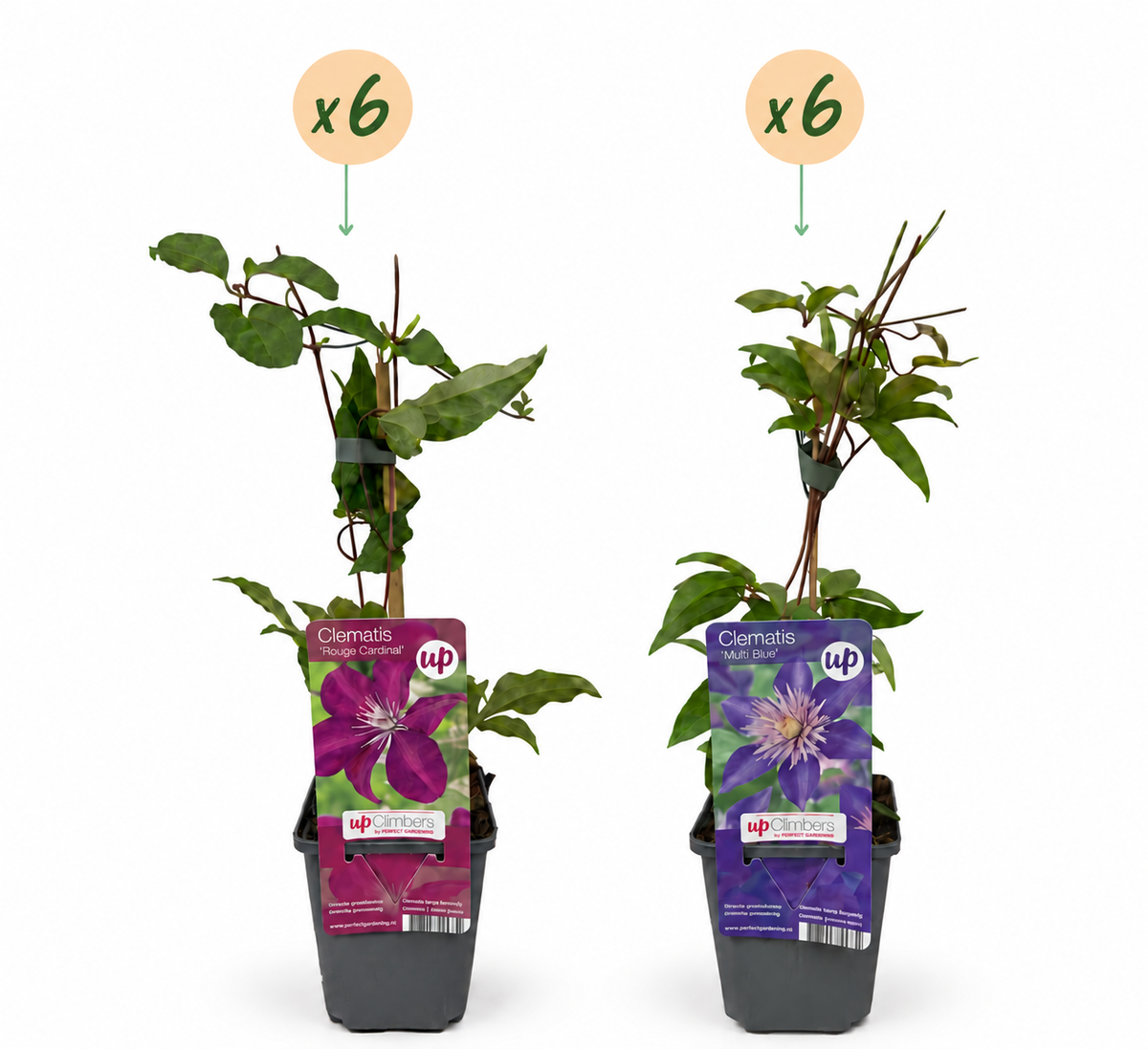 Clématite Duo Bleu & Rouge - lot de 12 plants, pot Ø9 cm
