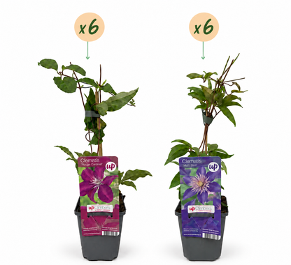 Clématite Duo Bleu & Rouge - lot de 12 plants, pot Ø9 cm