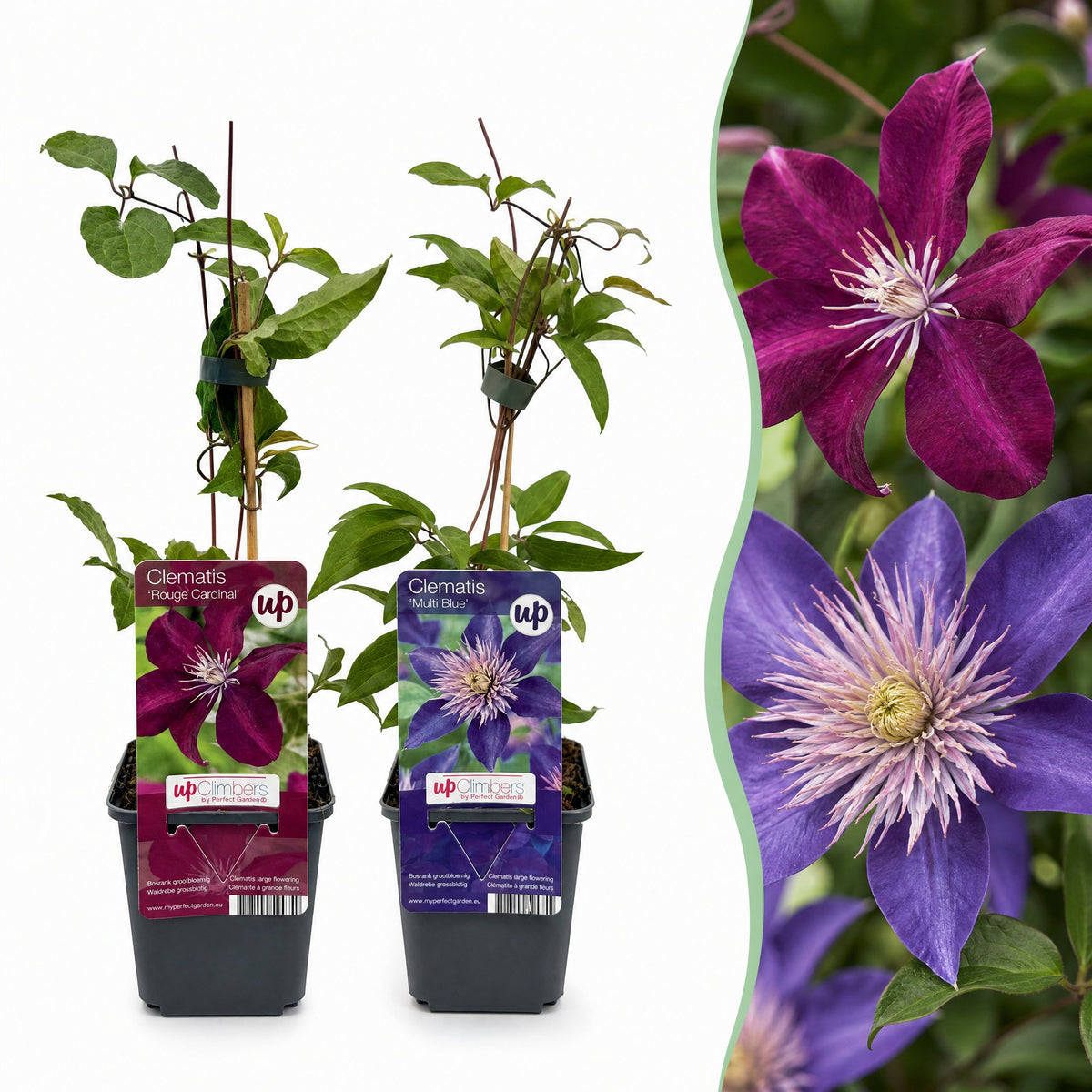Clématite Duo Bleu & Rouge (Clematis) - grimpantes à grandes fleurs