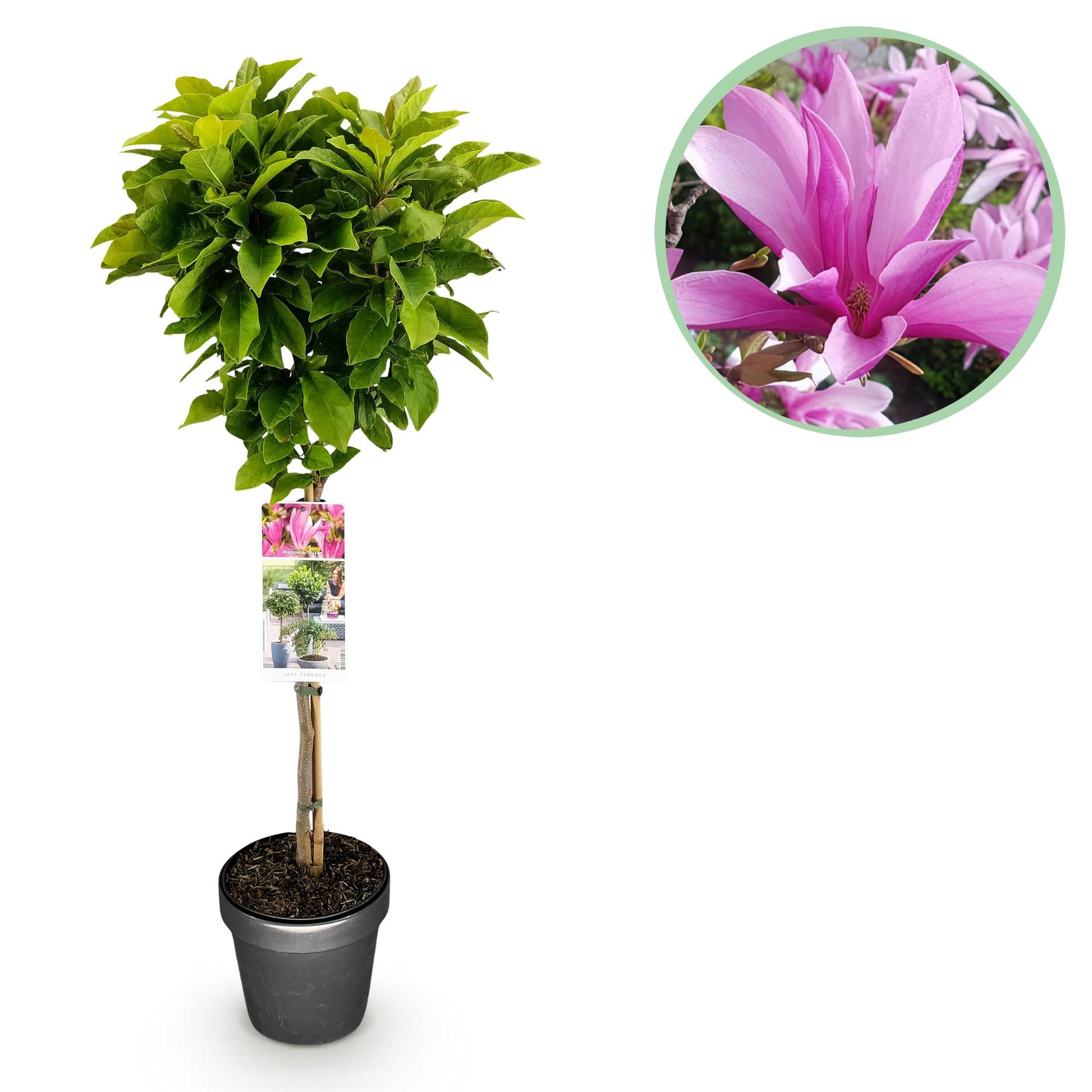 Magnolia Susan, plante sur tige en pot, feuillage vert. Gros plan circulaire sur ses fleurs roses vibrantes.