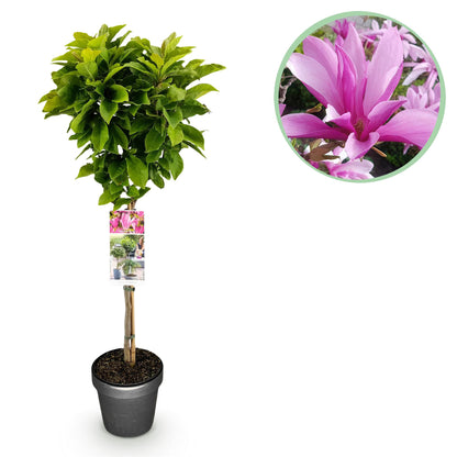 Magnolia Susan, plante sur tige en pot, feuillage vert. Gros plan circulaire sur ses fleurs roses vibrantes.
