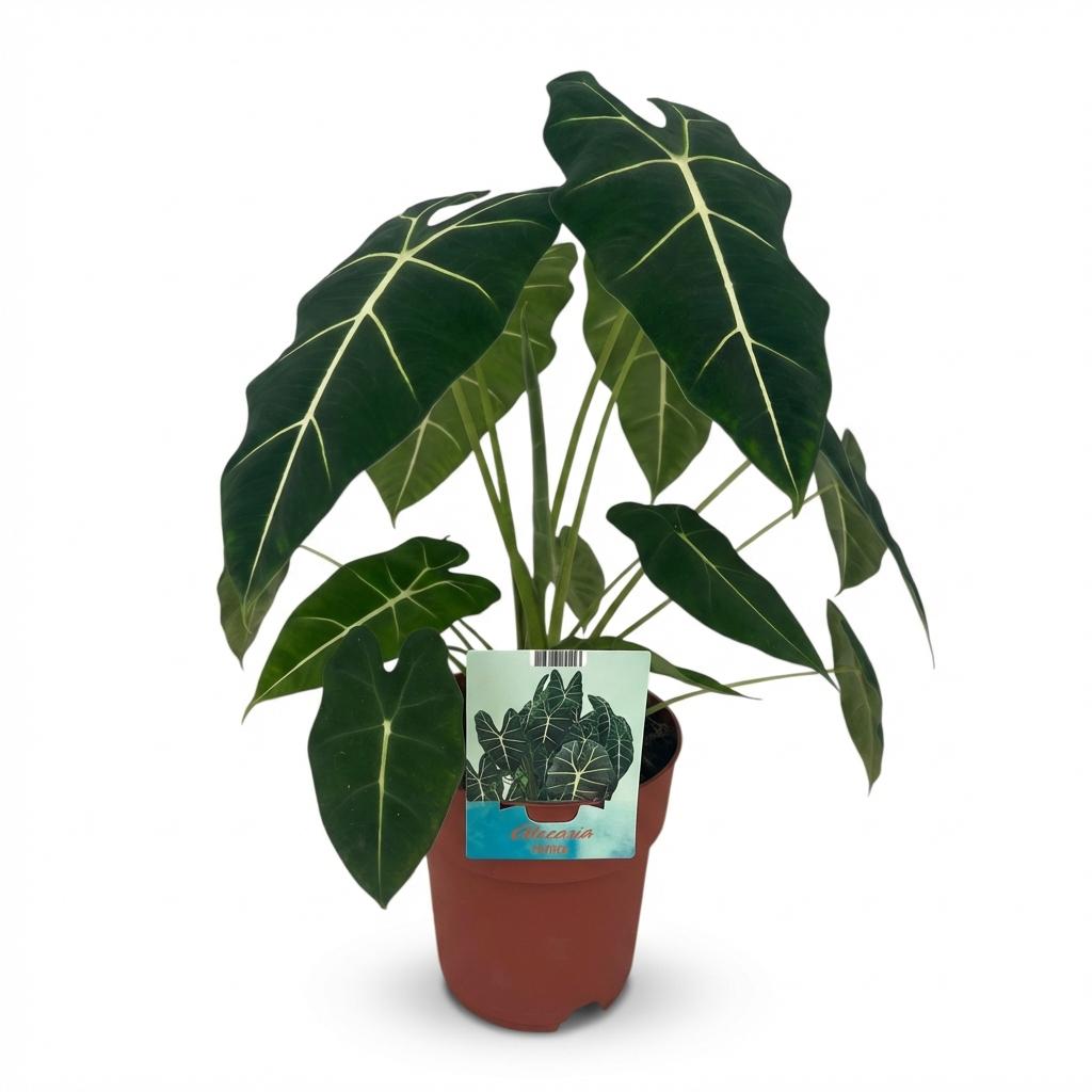 Plante d'intérieur - Oreille d'éléphant - Alocasia Frydek - Vert - Entretien facile - 1 Plante - Pot 19cm - Hauteur 60cm