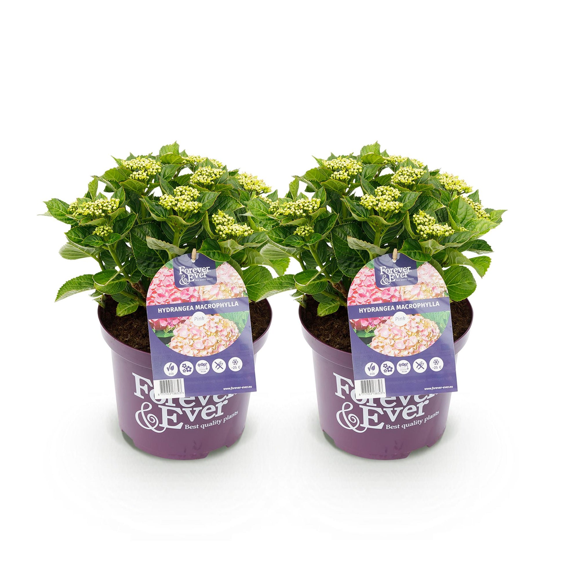 Hortensia Hydrangea Forever & Ever, deux plants en pots violets, étiquetés, avec des bourgeons floraux vert clair sur fond blanc.