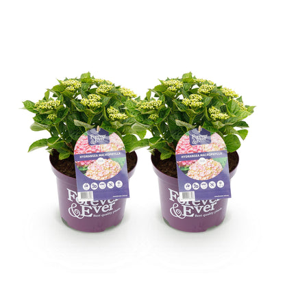 Hortensia Hydrangea Forever & Ever, deux plants en pots violets, étiquetés, avec des bourgeons floraux vert clair sur fond blanc.