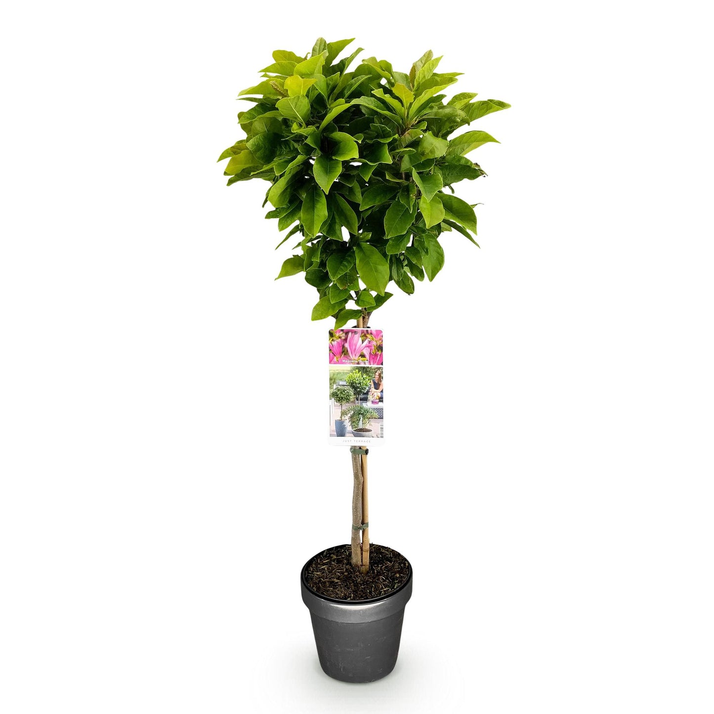 Magnolia Susan, plante sur tige de 90cm de hauteur en pot de 19cm, feuillage vert dense et étiquette descriptive sur fond blanc uni.