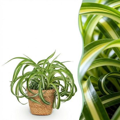 Chlorophytum comosum Bonnie plante d'intérieur bouclée en pot 12cm avec cache-pot blanc, hauteur 20cm
