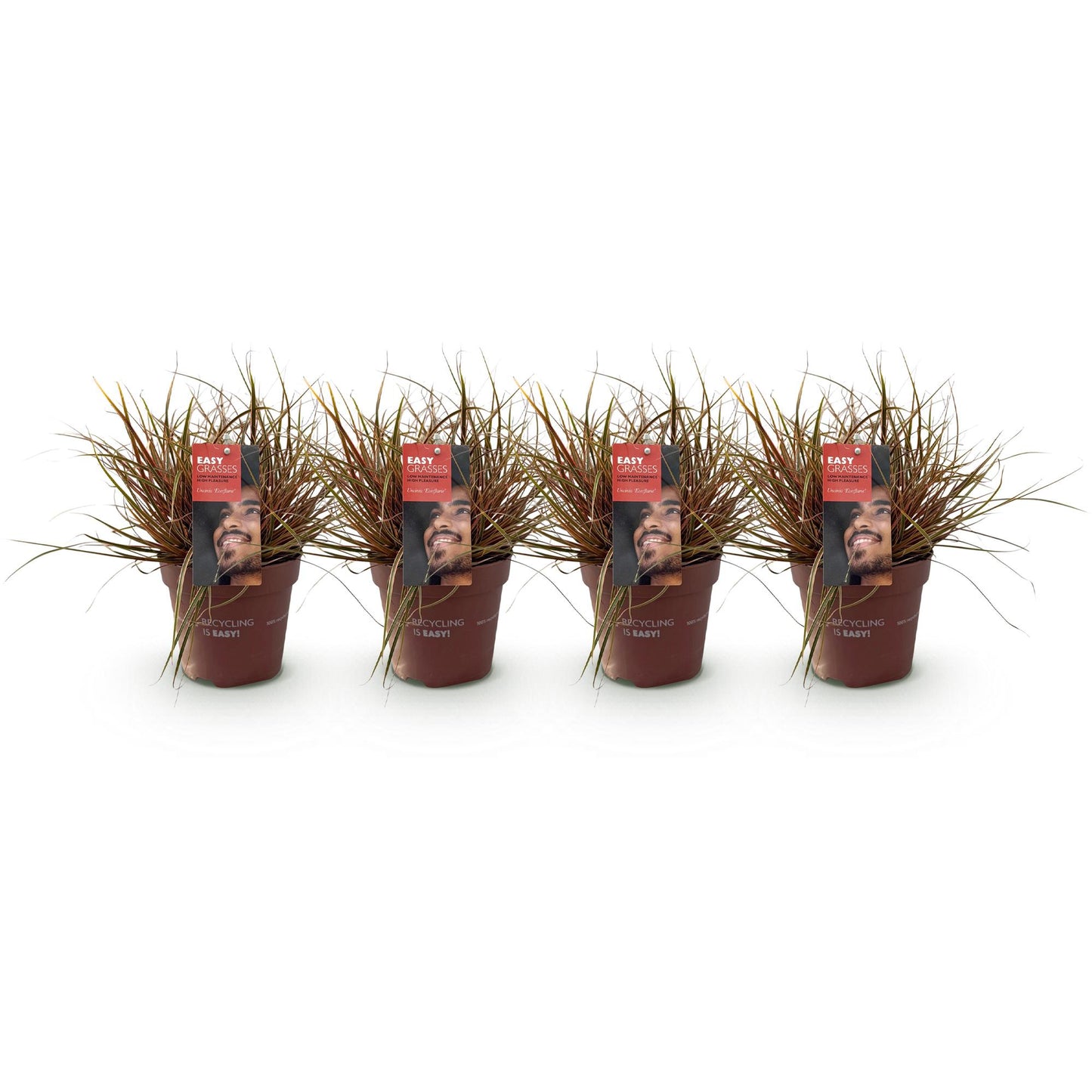 Uncinia rubra Everflame : Quatre plants d'Uncinia rubra Everflame, graminée au feuillage rouge, en pots sur fond blanc. Le lot tel que reçu.