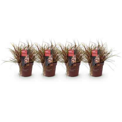 Uncinia rubra Everflame : Quatre plants d'Uncinia rubra Everflame, graminée au feuillage rouge, en pots sur fond blanc. Le lot tel que reçu.