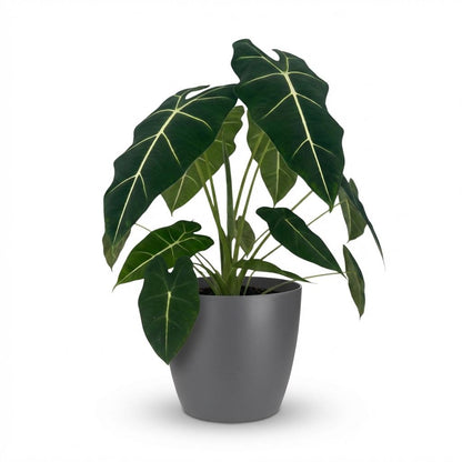 Plante d'intérieur - Oreille d'éléphant - Alocasia Frydek - Vert - Entretien facile - 1 Plante - avec Potter Gris - Pot 19cm - Hauteur 60cm