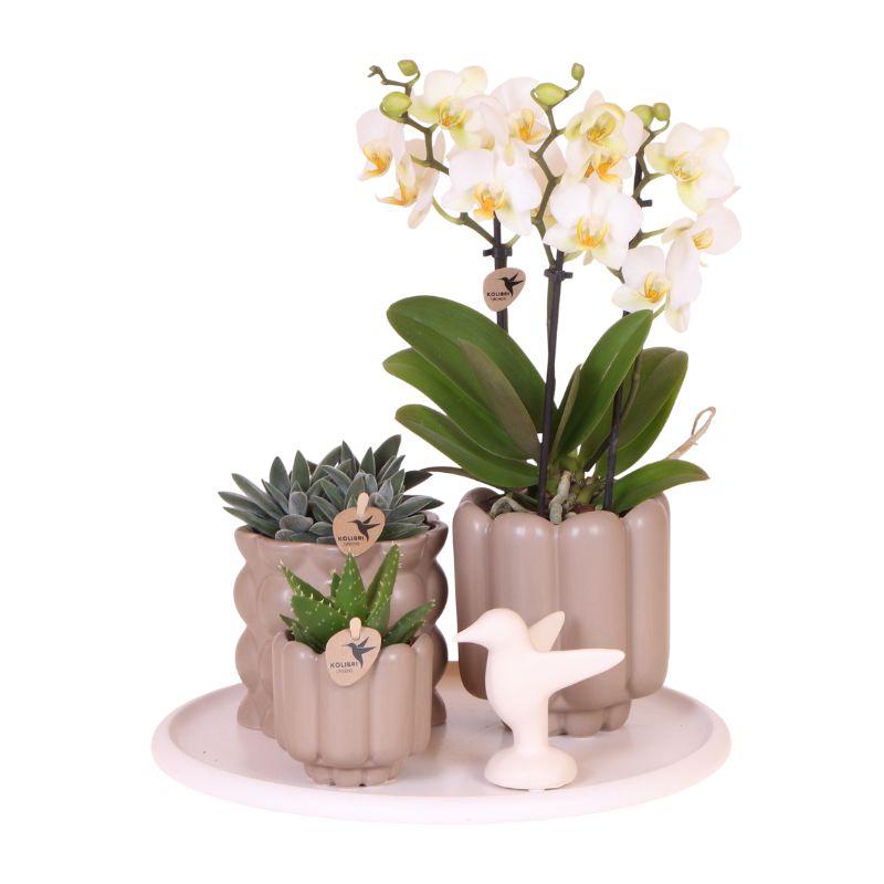 Orchidée Phalaenopsis 'Lausanne' blanche (Phalaenopsis) - Coffret cadeau avec plante verte et cache-pots