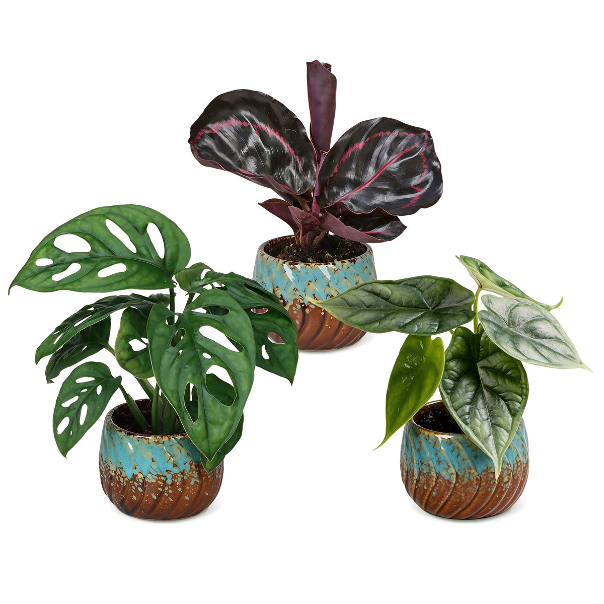 Bébés plantes tropicales en pot de 6 cm, 3 plantes, cache-pot cuivre et turquoise