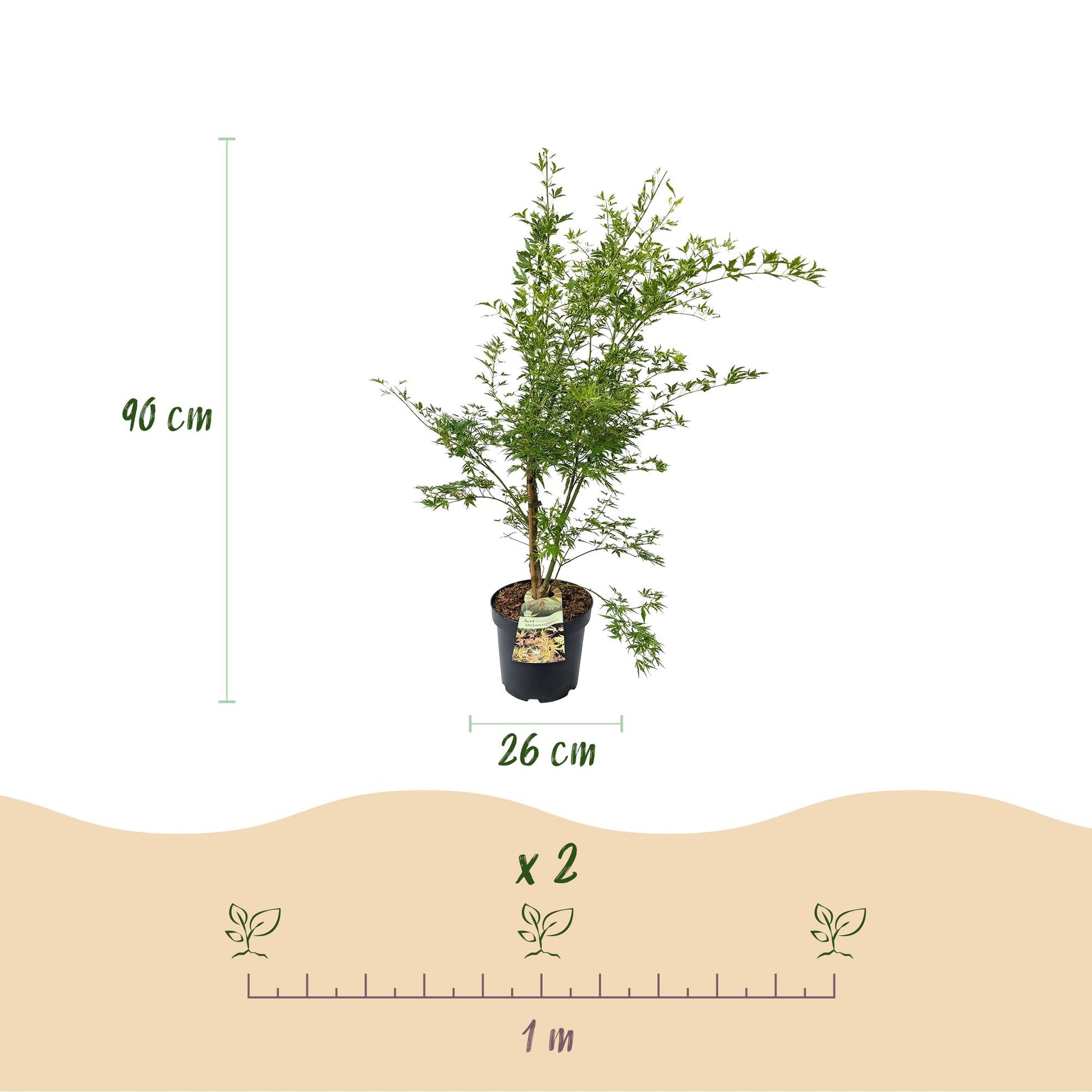 Acer palmatum Methamorphosa : schéma avec les dimensions d'une plante (hauteur 90 cm, pot 26 cm) et l'espacement de plantation de 1 mètre.