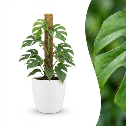 Plante d'intérieur - Mini Monstera - Monstera Minima sur Tuteur de Mousse - Vert - Entretien facile - 1 Plante - avec Pot Blanc - Pot 19cm - Hauteur 90cm