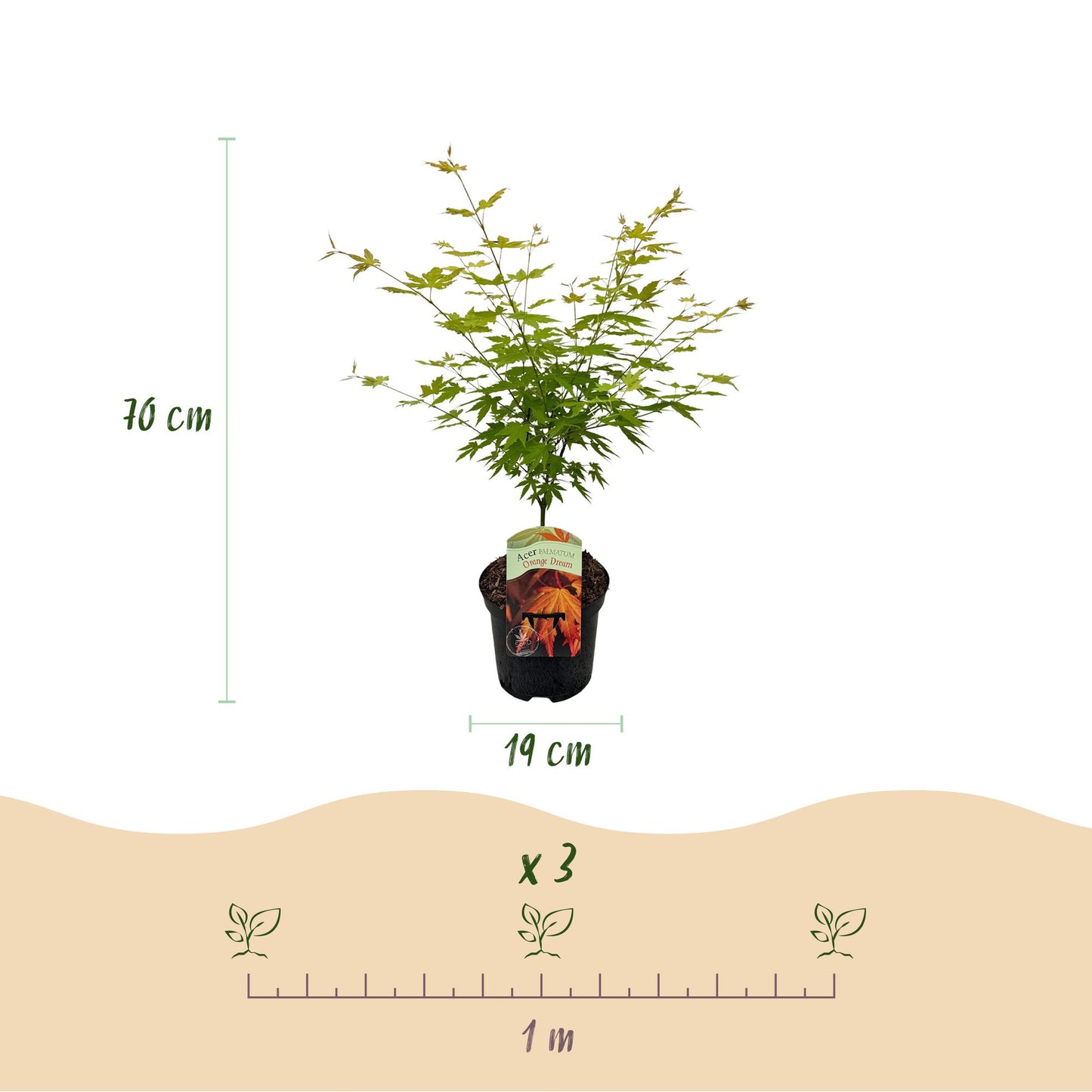Érable japonais Acer palmatum Orange Dream : Dimensions du plant (hauteur 70 cm, pot 19 cm) et espacement de plantation (1m) pour 3 plants.