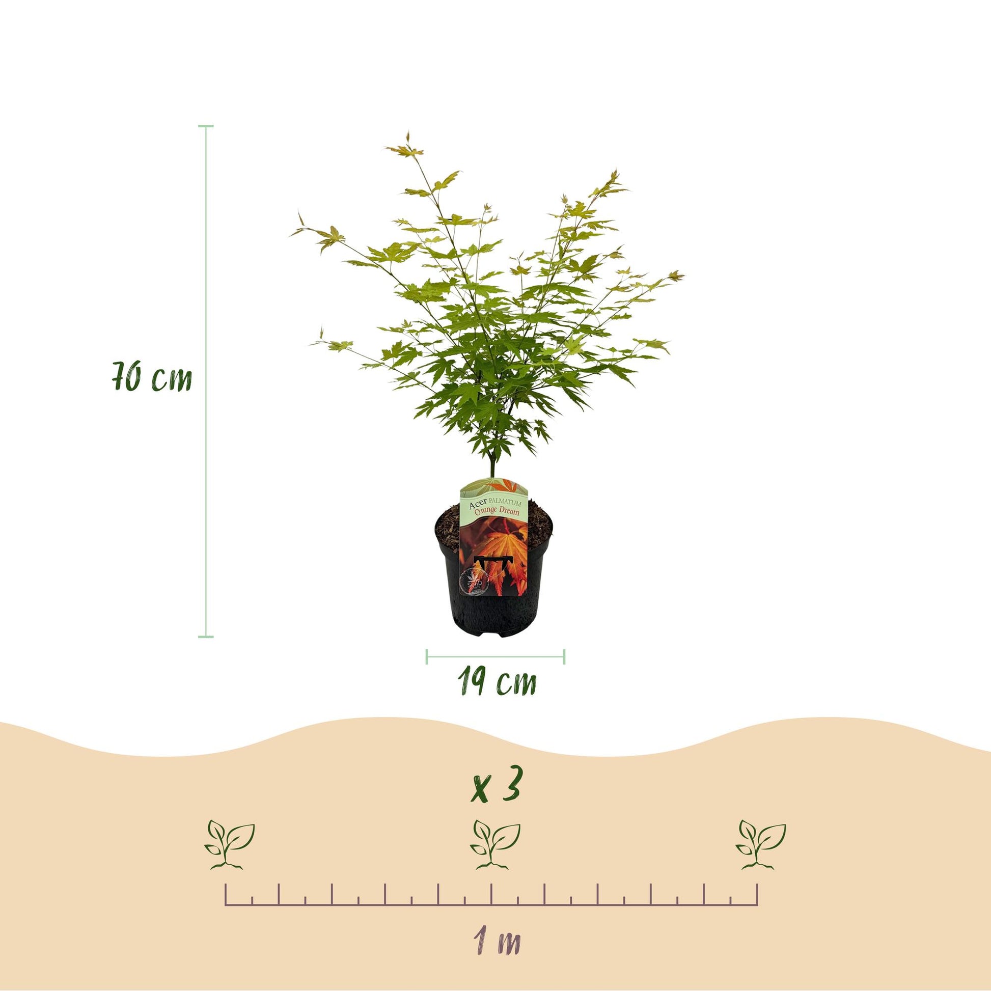 Érable japonais Acer palmatum Orange Dream : Dimensions du plant (hauteur 70 cm, pot 19 cm) et espacement de plantation (1m) pour 3 plants.