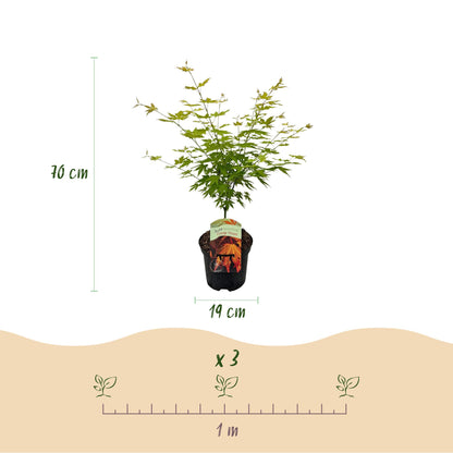 Érable japonais Acer palmatum Orange Dream : Dimensions du plant (hauteur 70 cm, pot 19 cm) et espacement de plantation (1m) pour 3 plants.