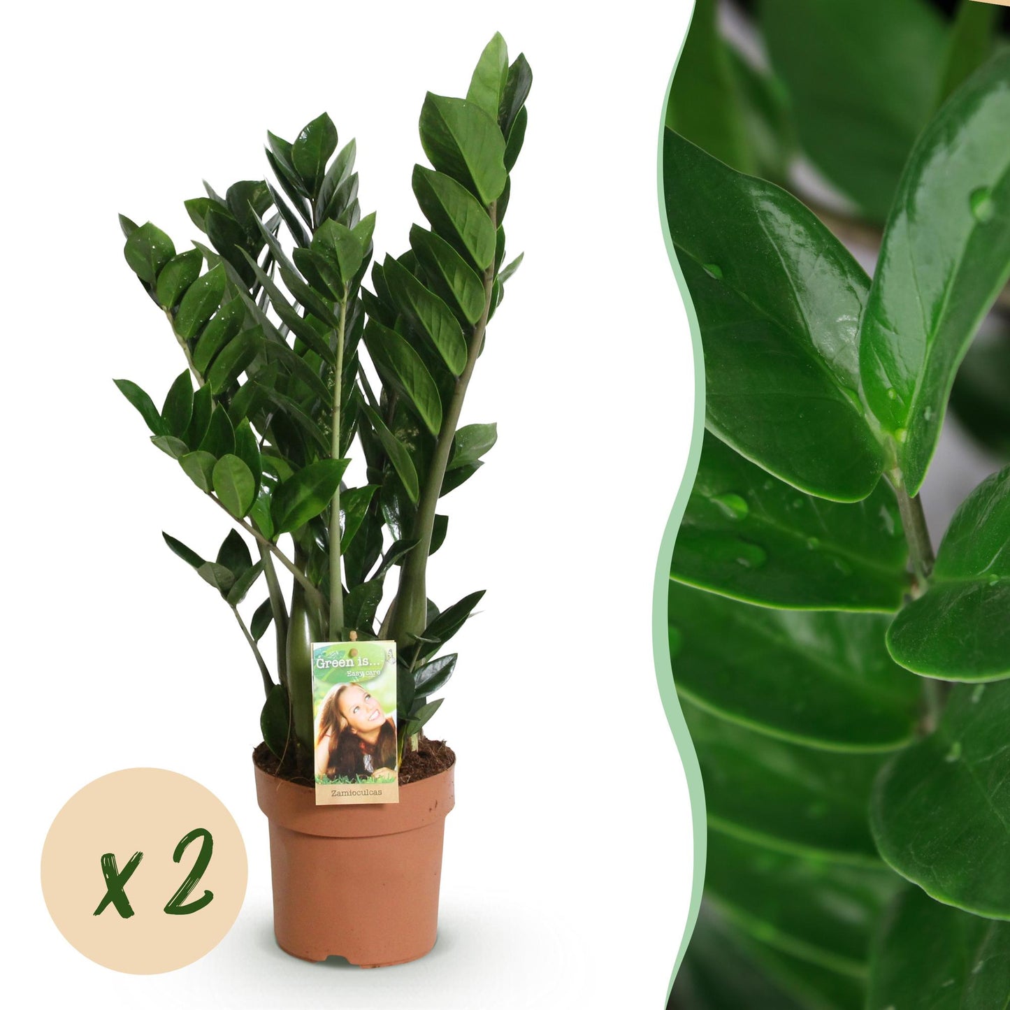 Zamioculcas Zamiifolia verte luxuriante dans un pot de culture terracotta sur fond blanc, avec un gros plan de son feuillage