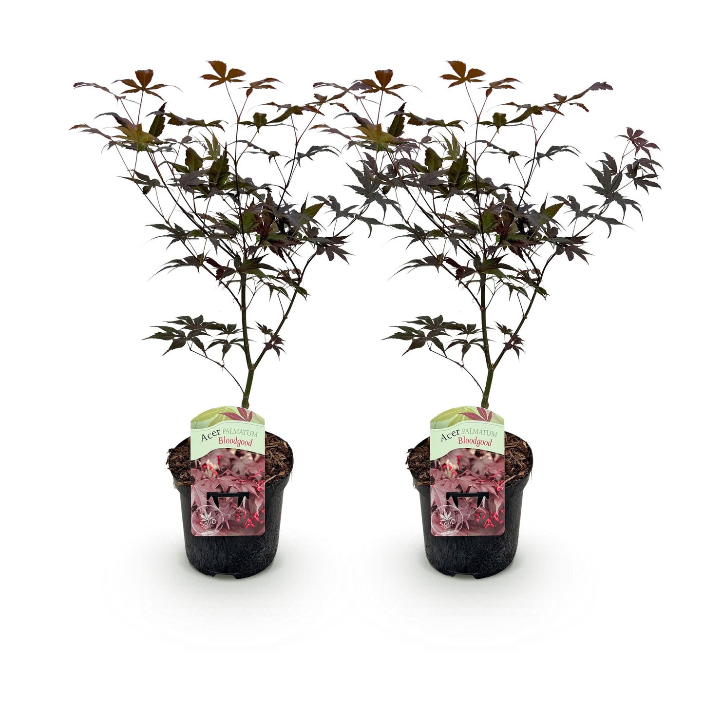 Acer palmatum Bloodgood, deux érables japonais en pot sur fond blanc, avec un feuillage rouge caduc, idéaux pour la terrasse.