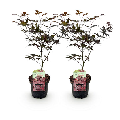 Acer palmatum Bloodgood, deux érables japonais en pot sur fond blanc, avec un feuillage rouge caduc, idéaux pour la terrasse.