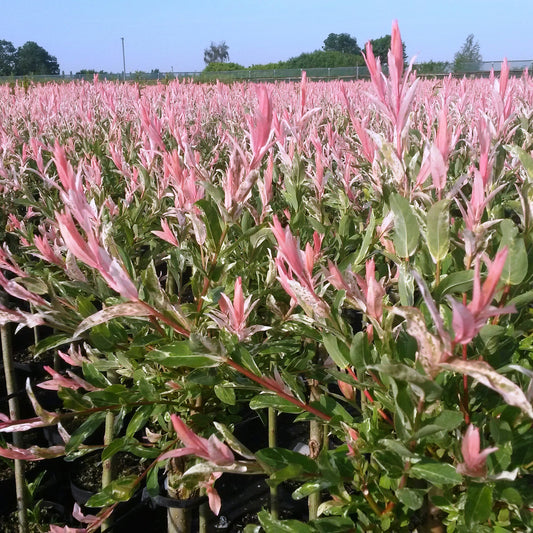 Salix Flamingo : Champ de jeunes plants de saule crevette aux feuilles rose pâle et vertes, poussant en rangées sous un ciel bleu clair.