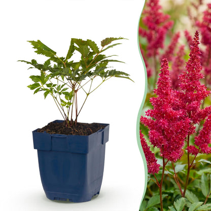 Astilbe (A) Fanal en pot de 11cm à gauche et une photo de ses fleurs rouges vives en extérieur sur la droite.