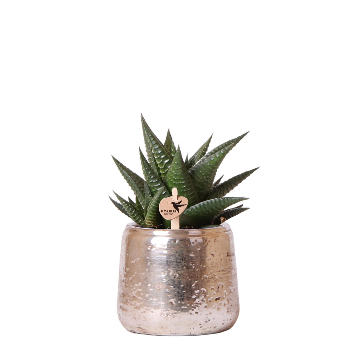 Succulente Haworthia limifolia + cache-pot argenté chic - Pot 9 cm
