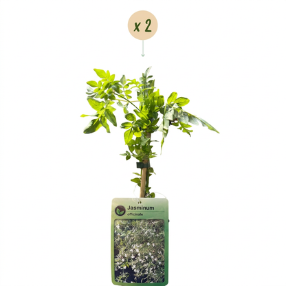 Jasmin officinal (Jasminum officinale) - grimpante parfumée