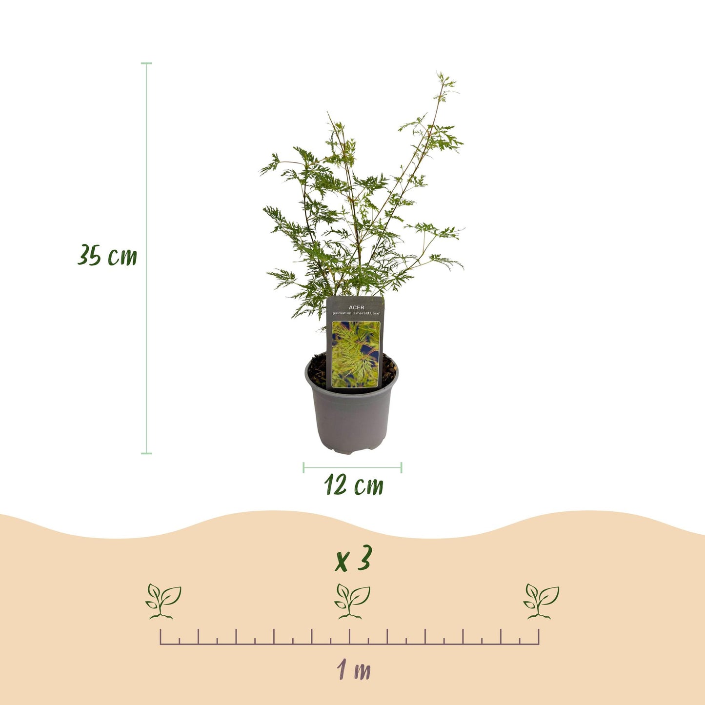 Acer palmatum Emerald Lace : infographie montrant un plant en pot avec sa hauteur de 35 cm et un pot de 12 cm, et la distance de plantation 