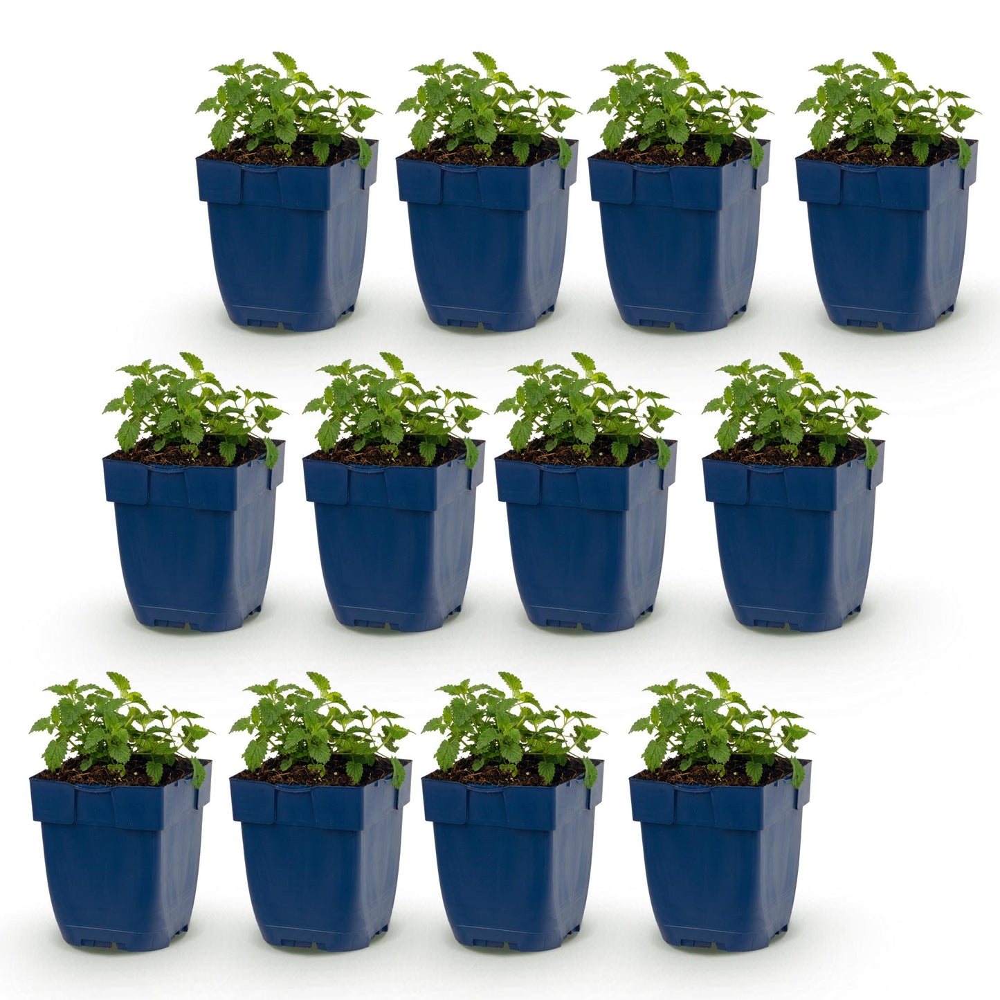 Nepeta faassenii Snowflake, douze jeunes plants d'herbe à chat en pots bleus, alignés sur un fond blanc. Idéale pour attirer abeilles et pap