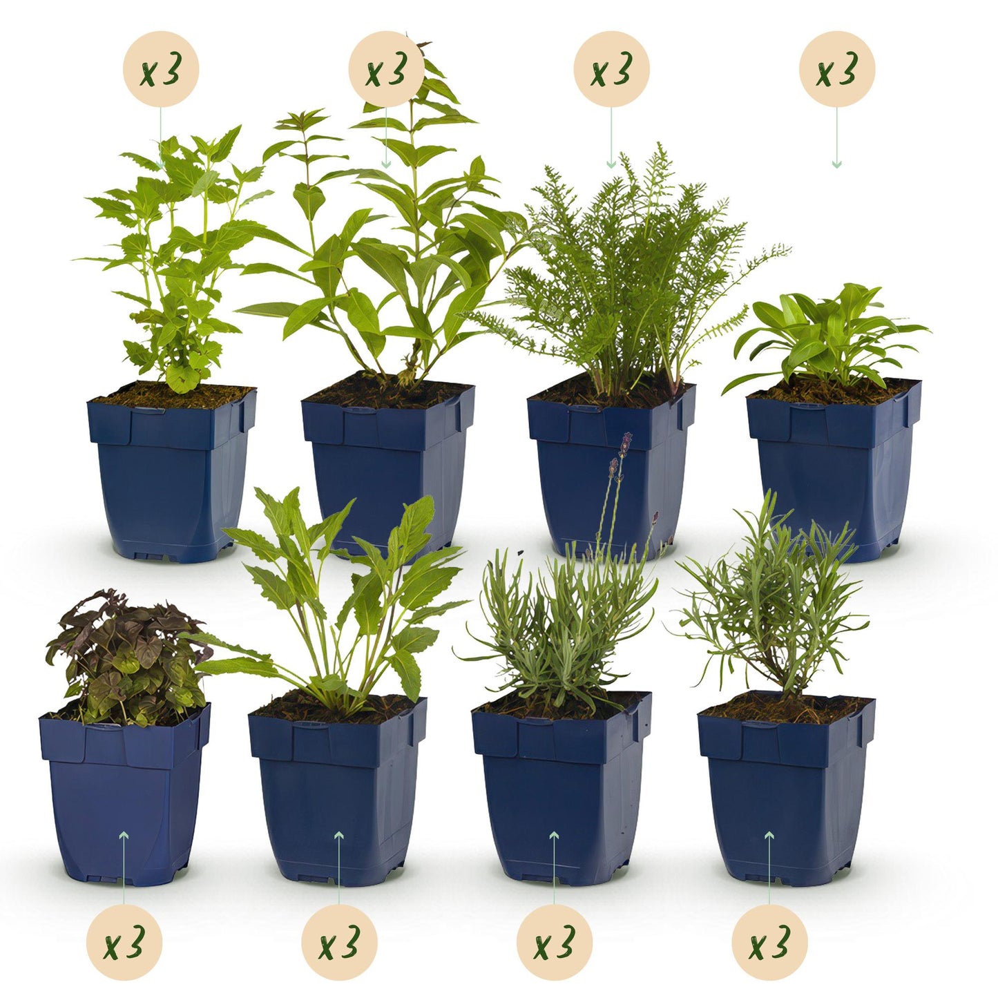 Plante vivace : lot de 8 plants en pots bleus, assortiment de variétés et couleurs, sur fond blanc. Chaque plant est indiqué avec une pastil