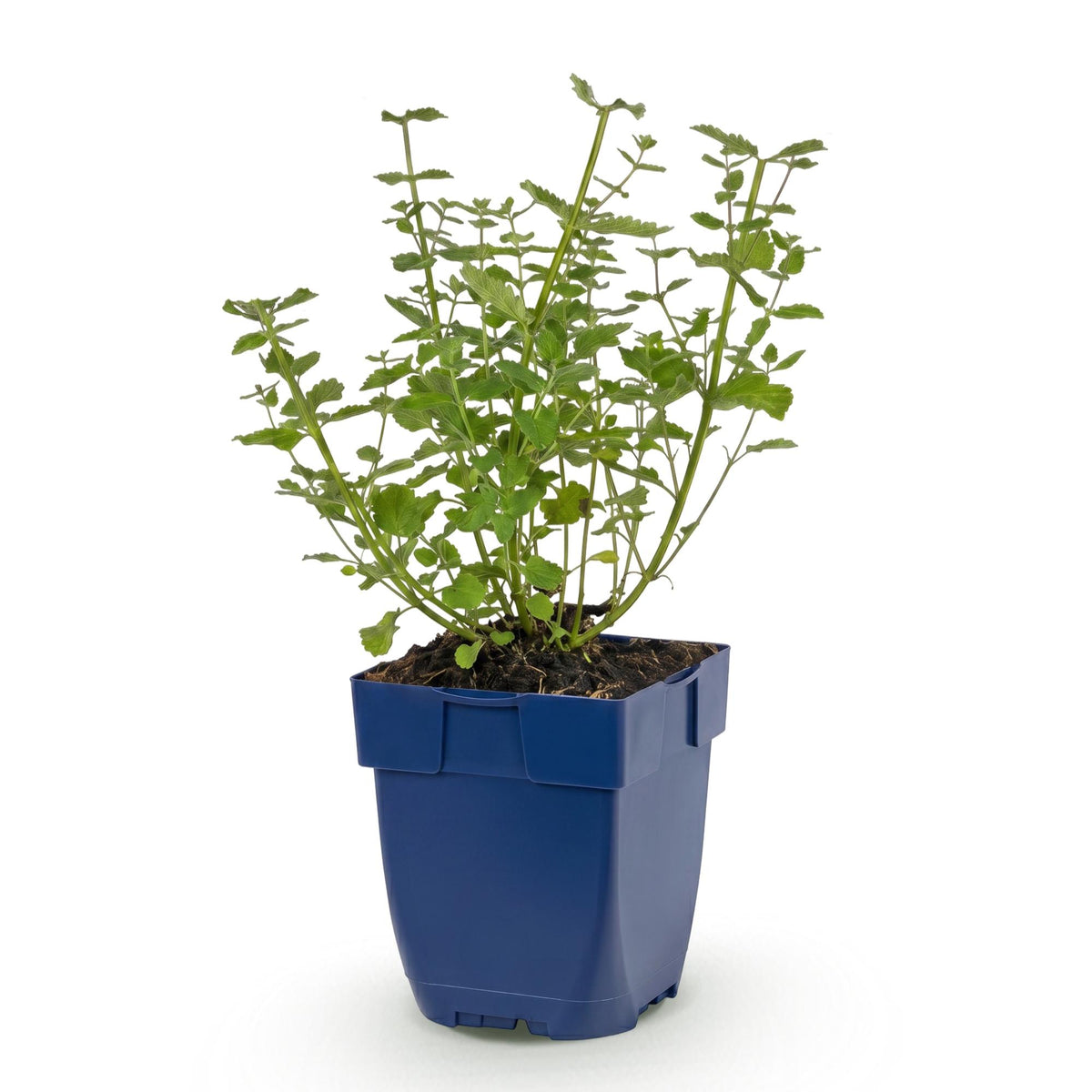 Népéta 'Walker's Low' - 1 plant en pot de 11 cm