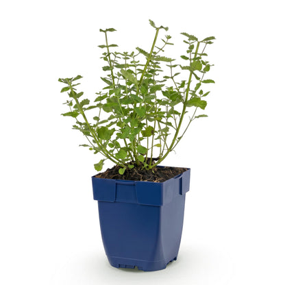 Népéta 'Walker's Low' - 1 plant en pot de 11 cm