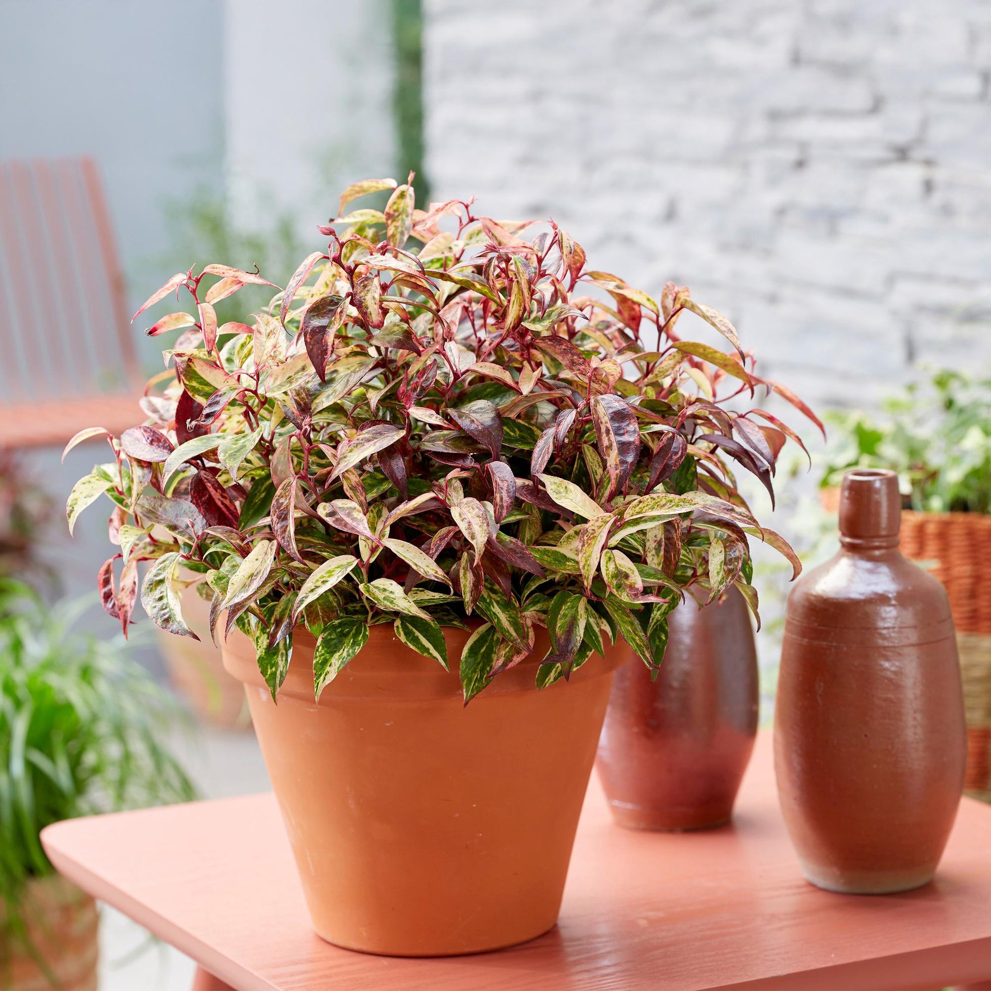 Leucothoe Makijaz avec feuillage panaché de vert, rose et marron, présenté dans un pot en terre cuite sur une table en bois.