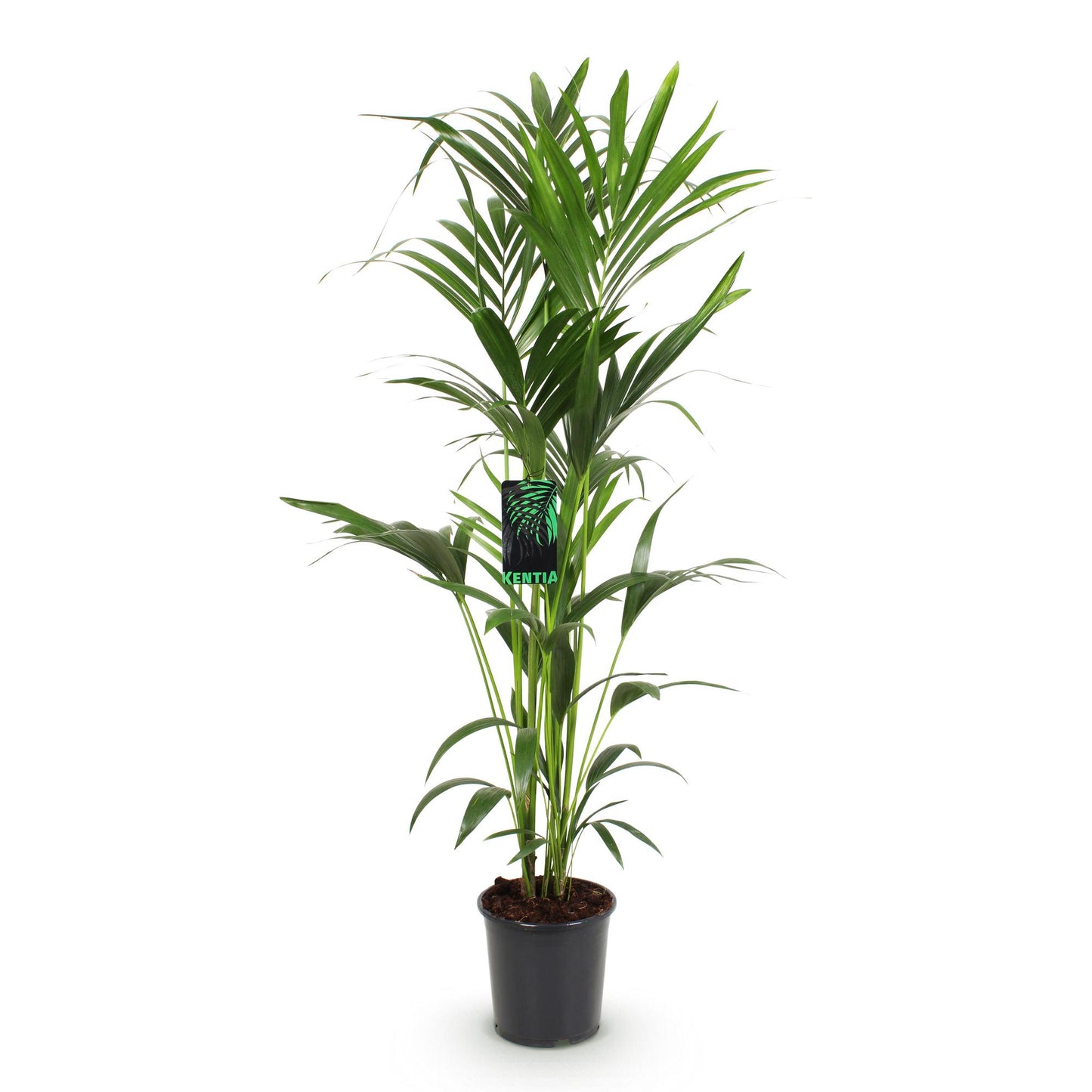 Plante d'intérieur - Howea Forsteriana - Palmier Kentia - Peu d'entretien - Vert - 1 plante - Pot 24cm - Hauteur 140-150cm