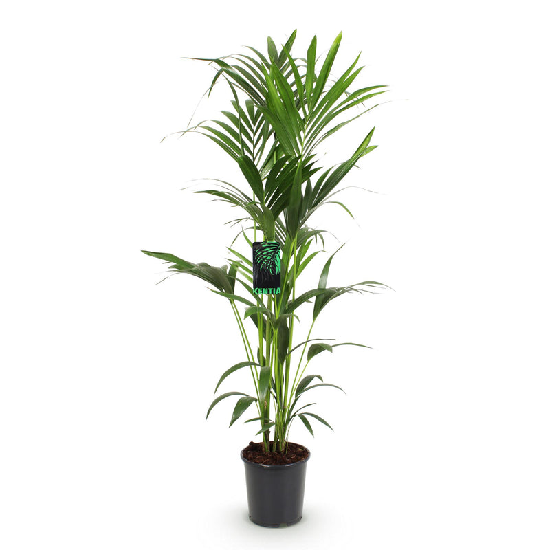 Howea Forsteriana - Kentia Palm - Pot de 24cm - Hauteur 140-150cm