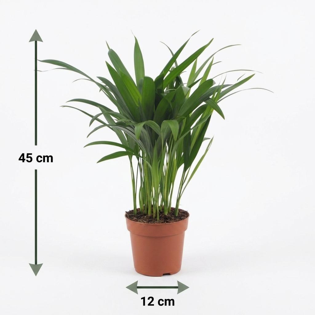 Un Areca Lutescens, ou Palmiste multipliant, au feuillage plumeux et vert éclatant, présenté dans un cache-pot panier tressé