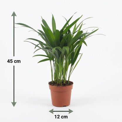 Un Areca Lutescens, ou Palmiste multipliant, au feuillage plumeux et vert éclatant, présenté dans un cache-pot panier tressé