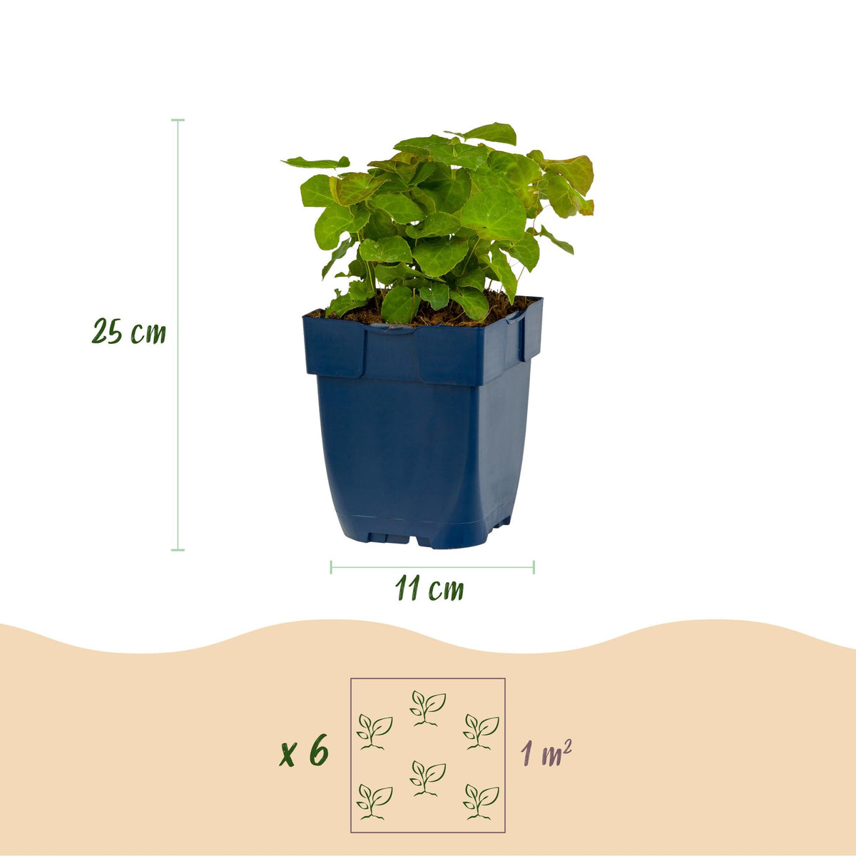 Dimensions Fleur des elfes 'Frohnleiten' en pot de 11 cm
