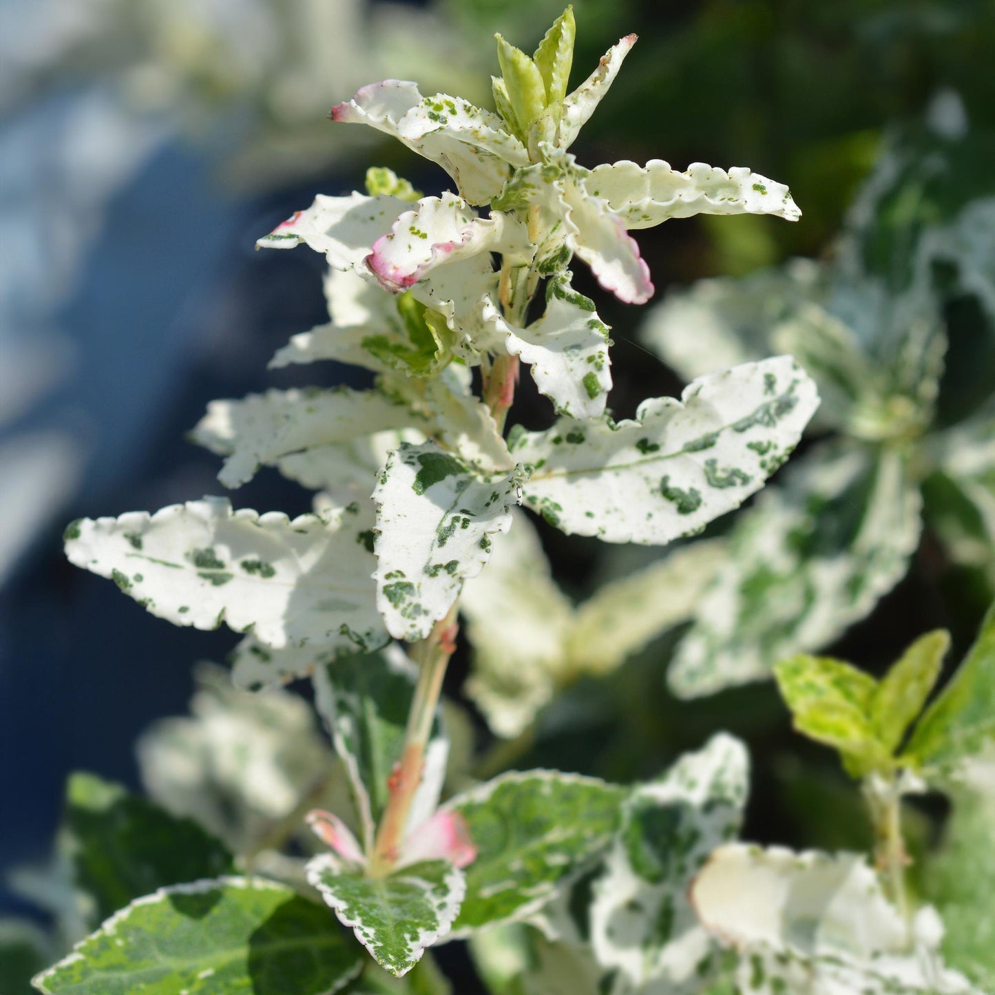Euonymus fortunei Harlequin : gros plan sur les feuilles panachées blanc et vert, avec de jeunes pousses légèrement rosées.